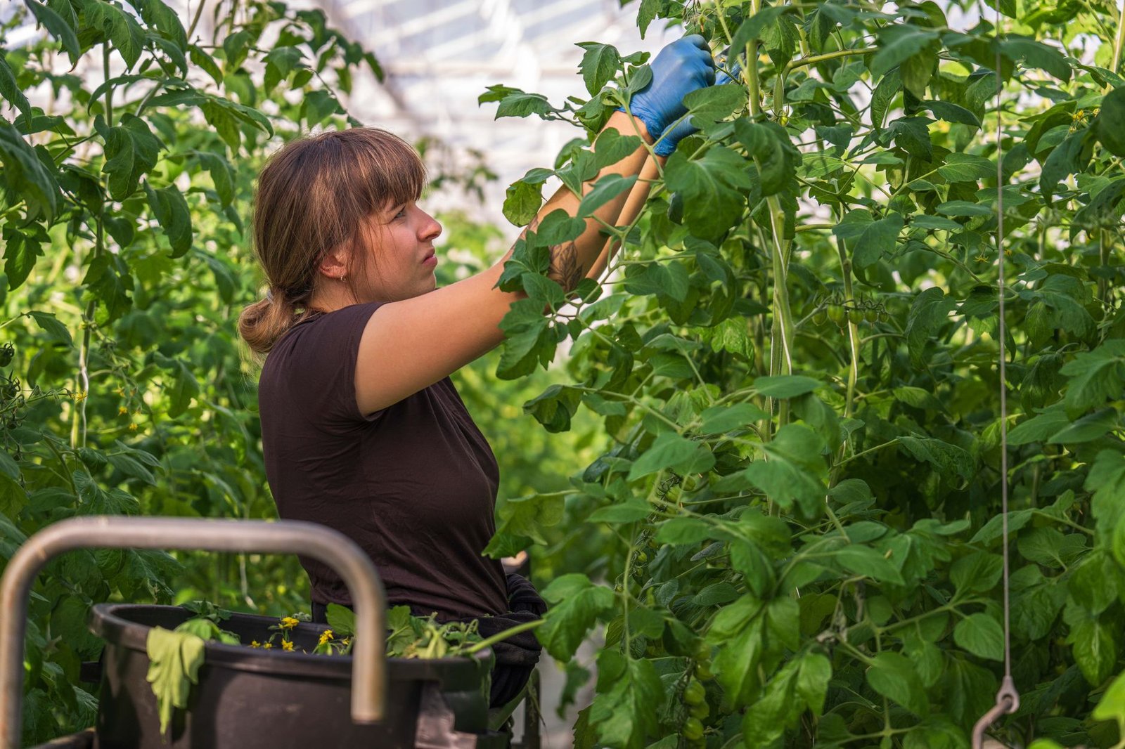 vertical farming
